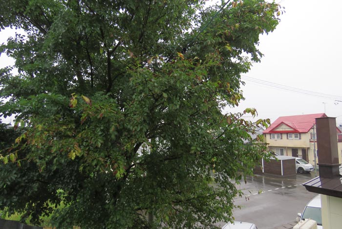 webnews�����̖k���^���̋�