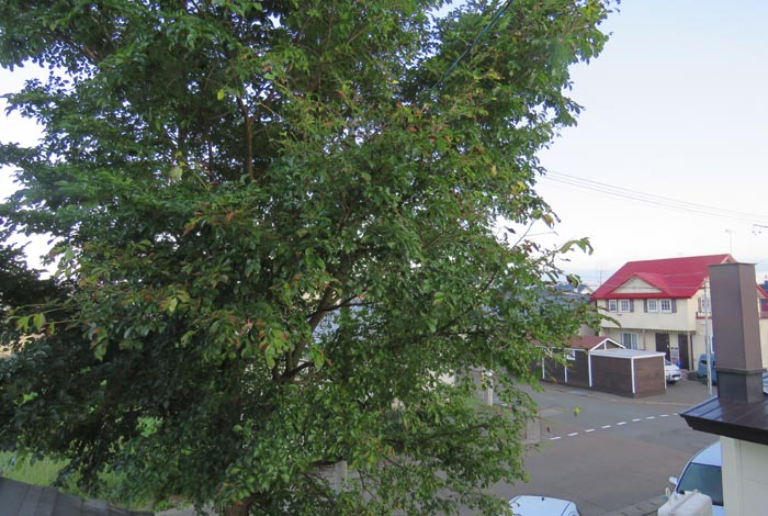 webnews�����̖k���^���̋�