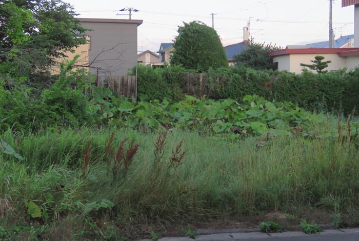 webnews�����̖k��