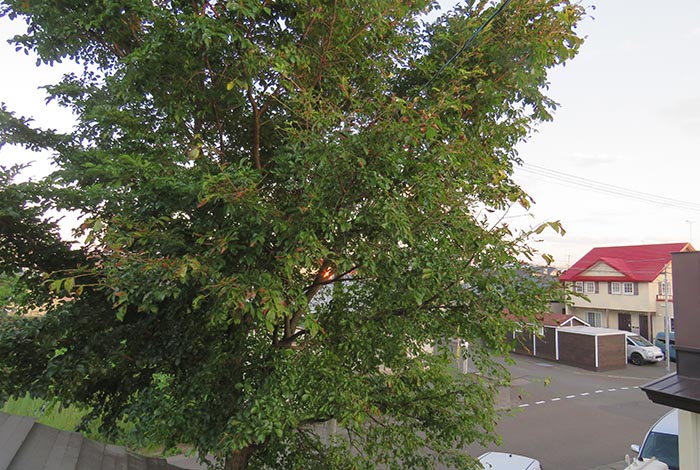 webnews�����̖k���^���̋�