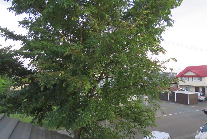 webnews�����̖k���^���̋�