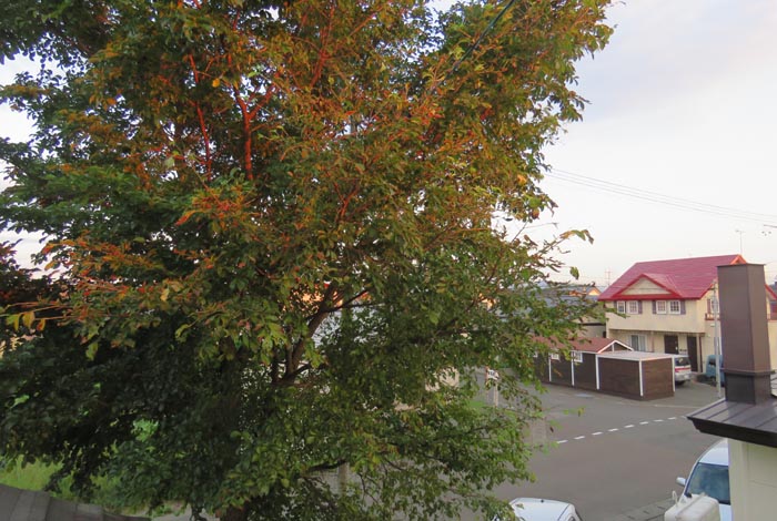 webnews�����̖k���^���̋�