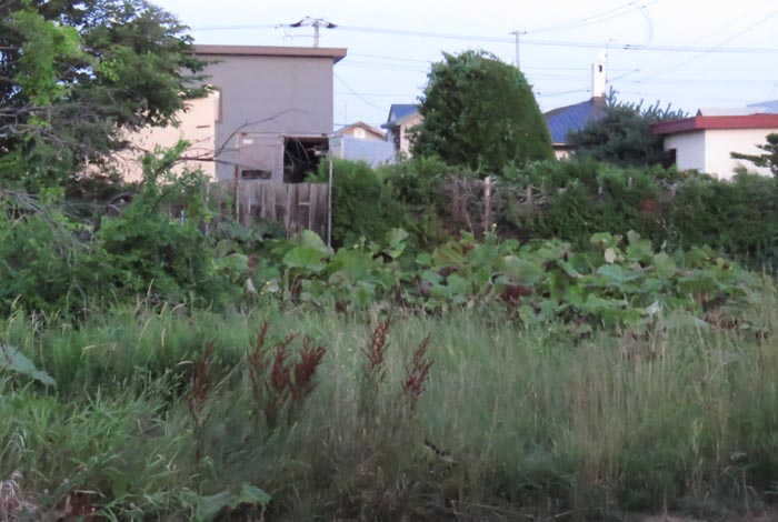 webnews�����̖k��