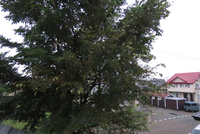 webnews�����̖k���^���̋�