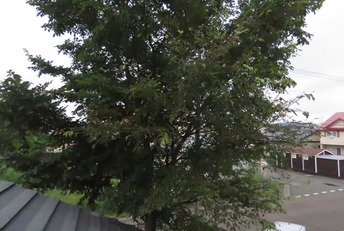 webnews�����̖k���^���̋�