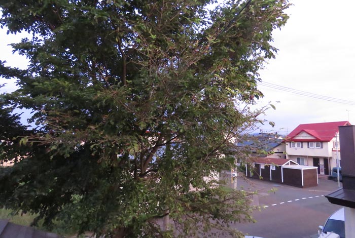 webnews�����̖k���^���̋�