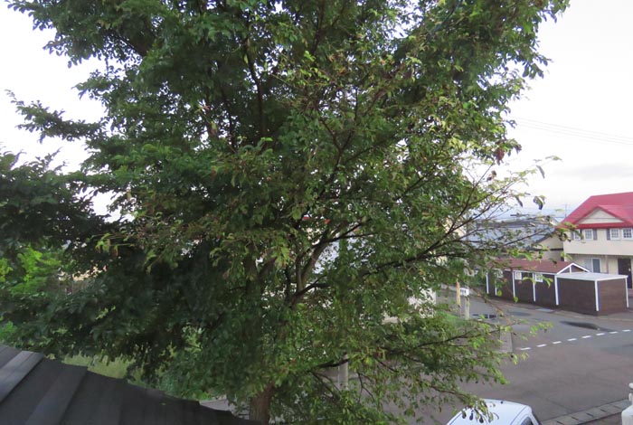 webnews�����̖k���^���̋�