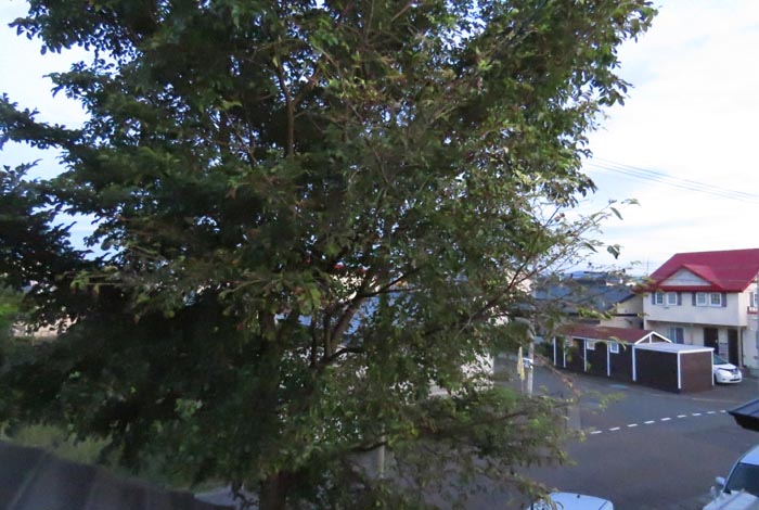 webnews�����̖k���^���̋�