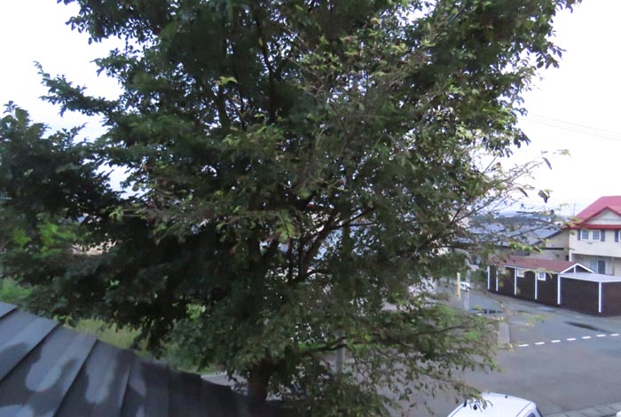 webnews�����̖k���^���̋�