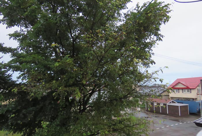 webnews�����̖k���^���̋�