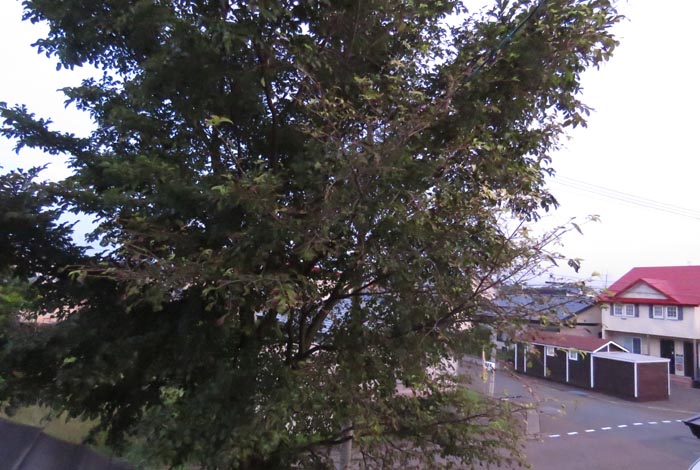 webnews�����̖k���^���̋�