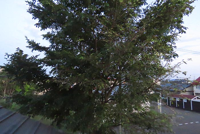 webnews�����̖k���^���̋�