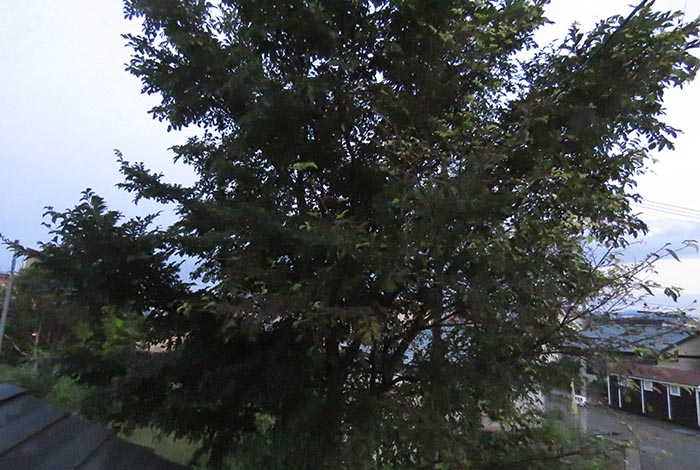 webnews�����̖k���^���̋�