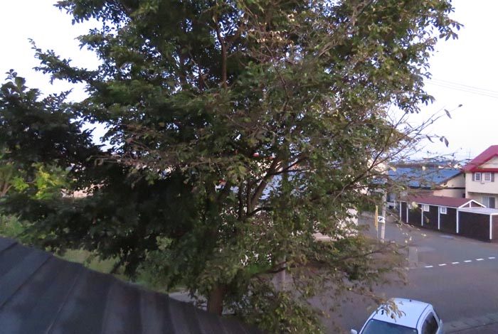 webnews�����̖k���^���̋�