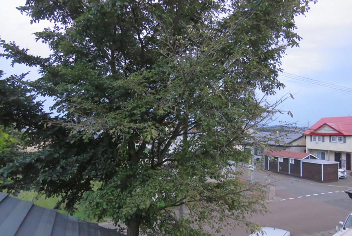 webnews�����̖k���^���̋�