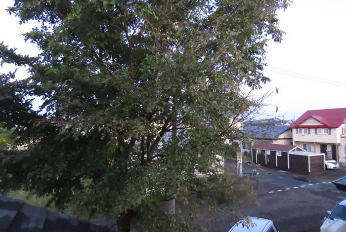 webnews�����̖k���^���̋�