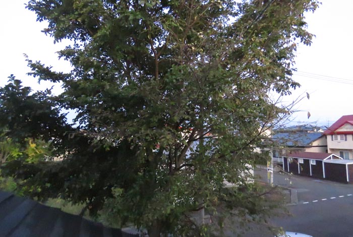 webnews�����̖k���^���̋�