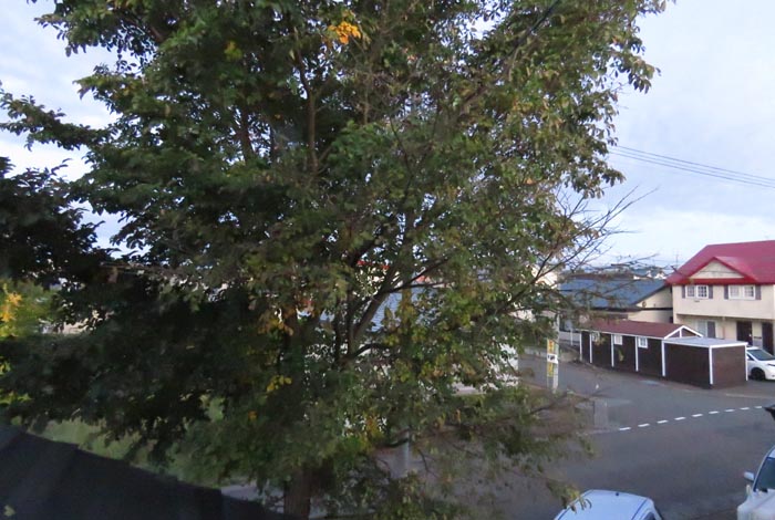 webnews�����̖k���^���̋�