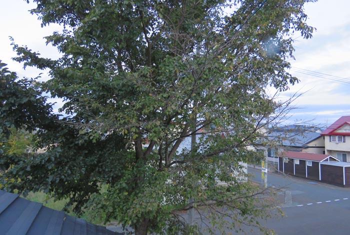 webnews�����̖k���^���̋�