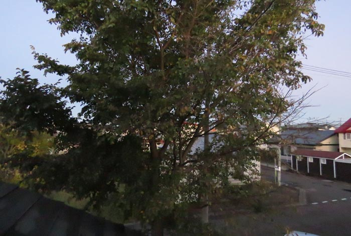 webnews�����̖k���^���̋�