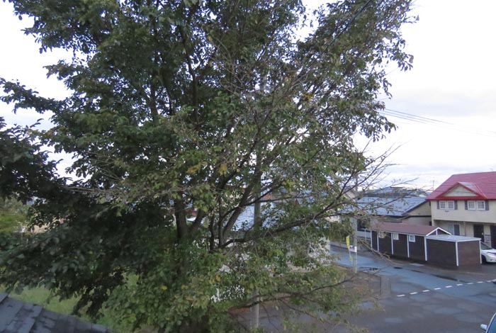 webnews�����̖k���^���̋�