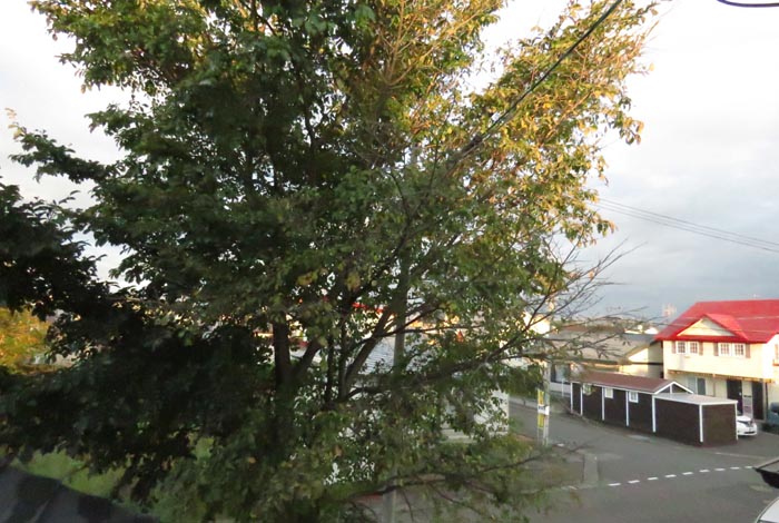 webnews�����̖k���^���̋�