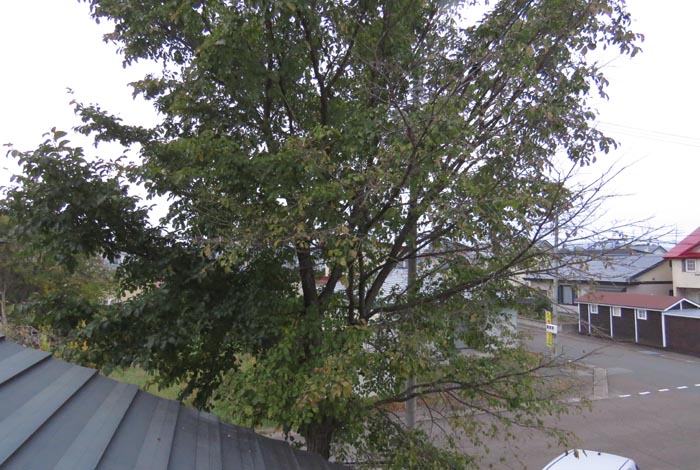 webnews�����̖k���^���̋�