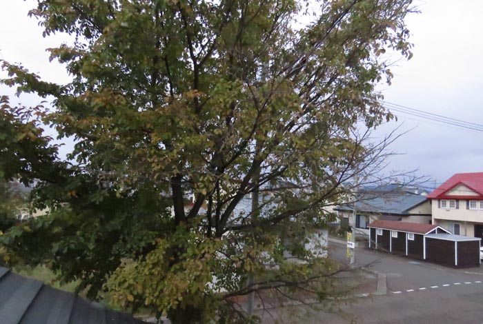 webnews�����̖k���^���̋�