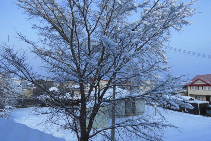 webnews�����̖k���^���̋�