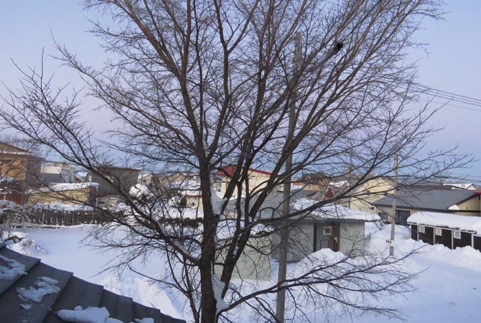 webnews�����̖k���^���̋�