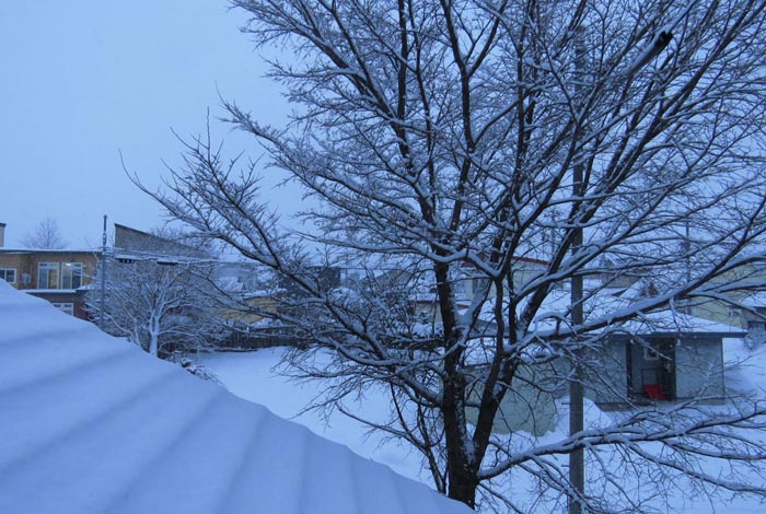 webnews�����̖k���^���̋�